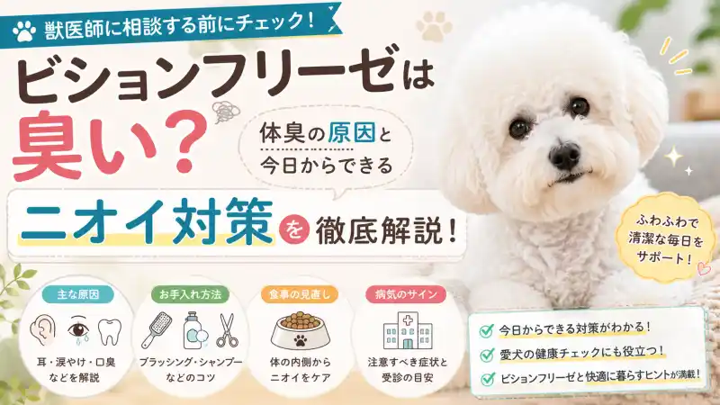ビションフリーゼは臭い？体臭の原因と今すぐできるニオイ対策を解説