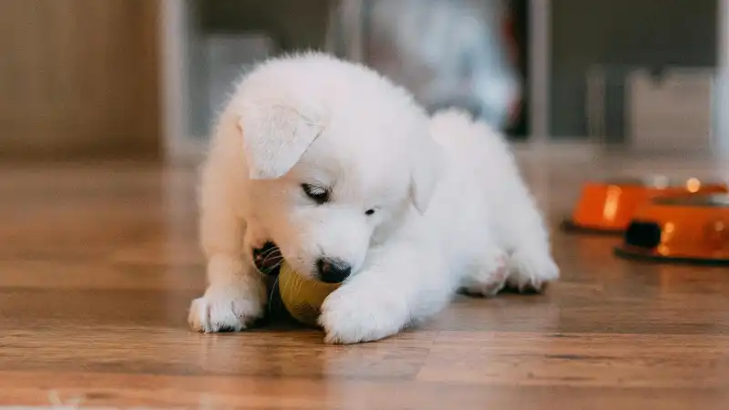 小型犬,好きな人,特徴,性格,感性,心理