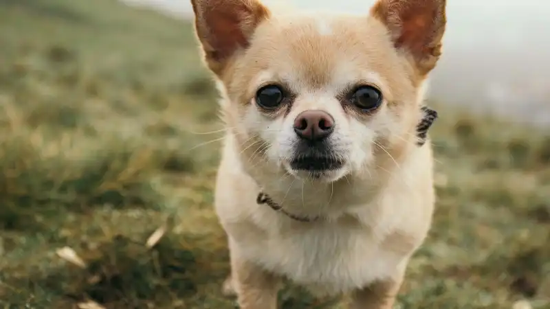 小型犬,好きな人,特徴,性格,感性,心理