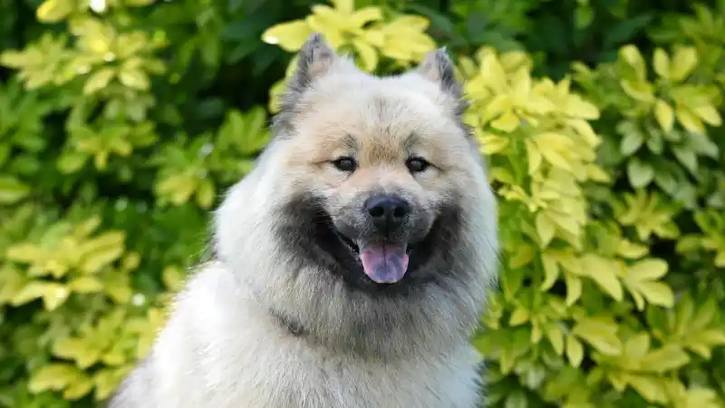 ミックス犬はやめたほうがいい？後悔しないための知識
