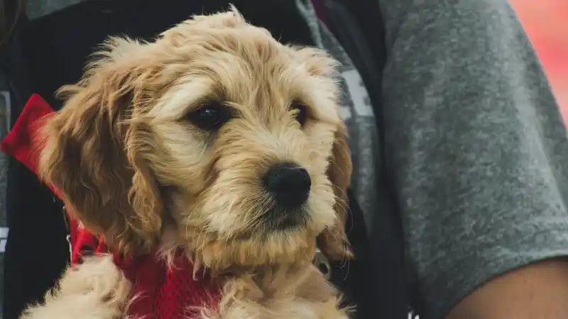 ミックス犬はやめたほうがいいと言われる5つの深刻な理由