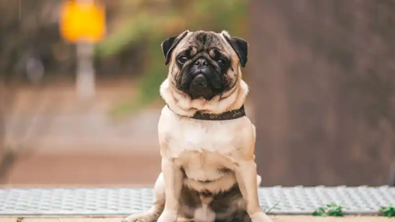 パグを飼う前に知っておきたい注意点と後悔しないための確認