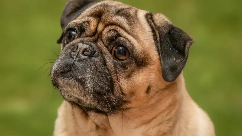 パグを飼う人の性格的特徴！愛情深くおおらかでちょっと頑固？