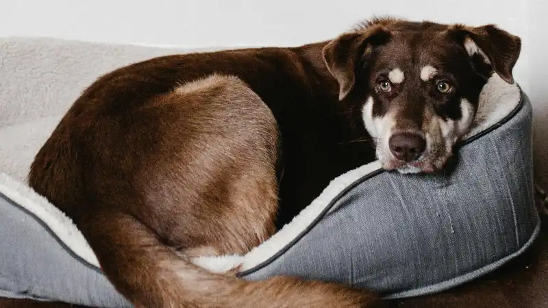 成犬,甘え鳴,がうるさい,効果的,止め方,しつけ,方法