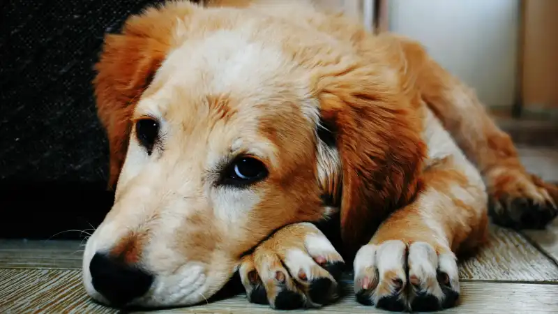 成犬,甘え鳴,がうるさい,効果的,止め方,しつけ,方法